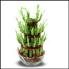 Good Luck Plant (3 Layer ) - Click here to View more details about this Product