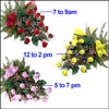 Morning to Night - Click here to View more details about this Product