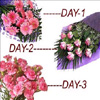 Passion for Pink - Click here to View more details about this Product