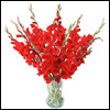 Red Impulse - Click here to View more details about this Product