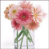 Pure Regards - Click here to View more details about this Product
