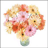 Gerbera fantasy - Click here to View more details about this Product