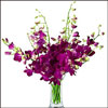 Purple Perfection - Click here to View more details about this Product