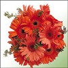 Sunny Surprise - Click here to View more details about this Product