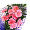 Pick Me up - Click here to View more details about this Product