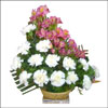 Pleasant Passion - Click here to View more details about this Product