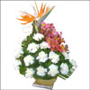 Exotic Spectrum - Click here to View more details about this Product
