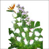 White Elegance - Click here to View more details about this Product