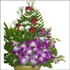 Purple Dazzle - Click here to View more details about this Product