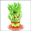Good Luck Plant (3 Layer ) - Click here to View more details about this Product