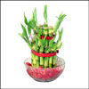 2 layers Good Luck Plant - Click here to View more details about this Product