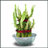 2 layers Good Luck Plant - Click here to View more details about this Product