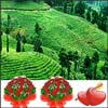 Honeymoon at Hills of Kerala( 3nights &4 days) - Click here to View more details about this Product