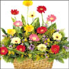Blooms N Blooms - Click here to View more details about this Product