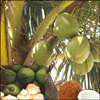 Coconuts - 12nos - Click here to View more details about this Product