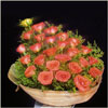 Orange Beauty - Click here to View more details about this Product