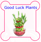 Send Rakhi Gifts to India
