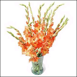 "Stunning Sensation - Click here to View more details about this Product