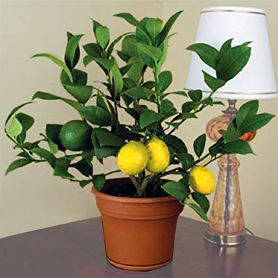"Chandrakala Sweet - 1kg , Flower bunch - Click here to View more details about this Product