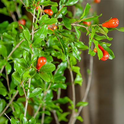 "Cashew Apple - 1kg  , Flower basket - Click here to View more details about this Product