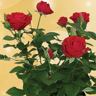 "Red Rose Plant - Click here to View more details about this Product